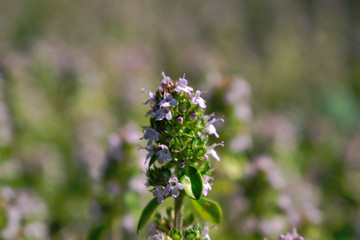 Closeup of an oregano flower in the garden