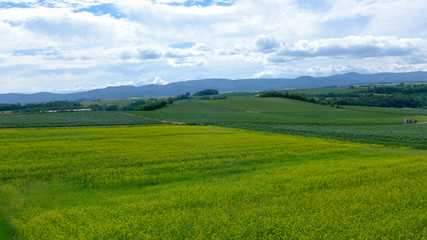 green field and the blue sky