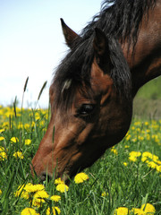 Pony at Pasture