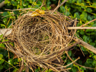 Bird's nest on a branch