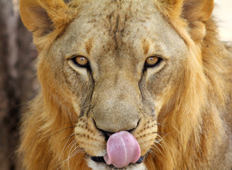 Hungry Male African Lion (Panthera leo) portrait.