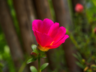 Obraz na płótnie Canvas pink flower on the nature background