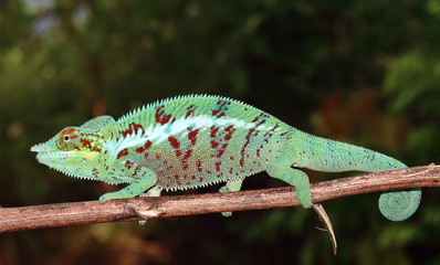 Naklejka premium Furcifer pardalis