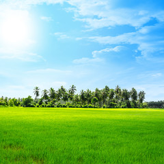 field of rice and sunset