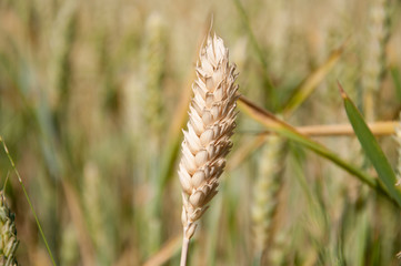 Ear of wheat