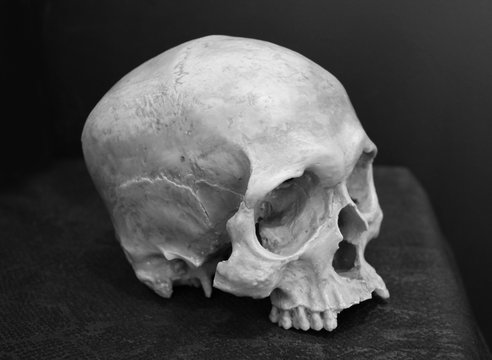 Black and white image of weathered human skull.