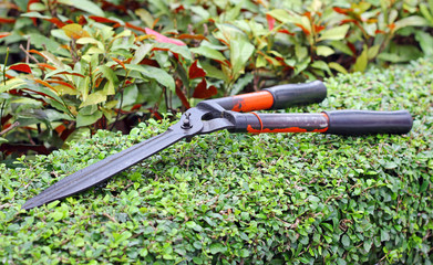 Obraz premium Garden shears on tree.