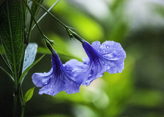 Purple Flowers