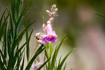 Desert Willow Pink