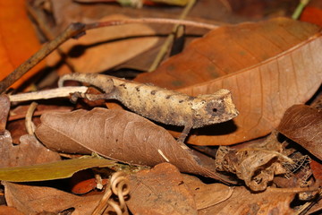 Brookesia stumpfii