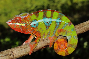 Furcifer pardalis
