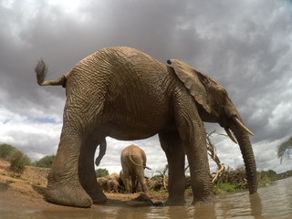 Fototapeta premium African Elephants drinking at river