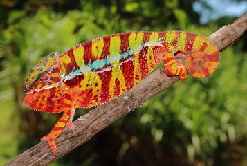 Furcifer pardalis