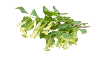 Obraz premium Branch of the flowering linden on a light background
