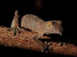 Uroplatus sikorae