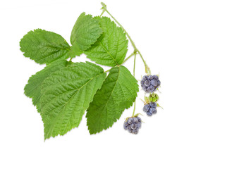 Twig of the wild blackberry with berries and leaves