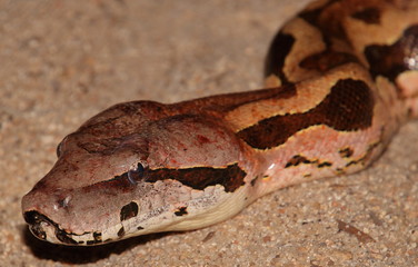Acrantophis madagascariensis