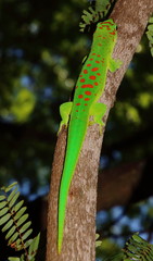 Phelsuma grandis