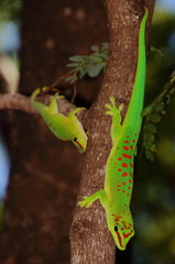 Phelsuma grandis