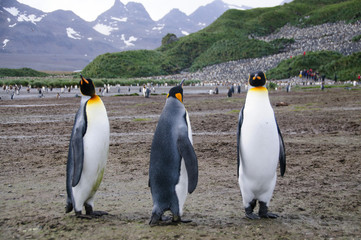 King Penguins on Salisbury plains