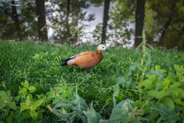 Duck in greeen grass. Selective focus.
