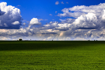 Meadow with green grass
