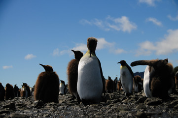 King Penguins on Salisbury plains