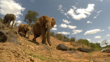 Naklejka na ściany i meble African Elephants drinking at river