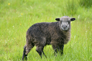 Black lamb in Great Langdale, English Lake District