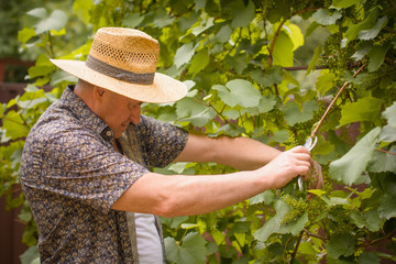 Mature Italian  man, pensioner in a straw hat in the garden at  cottage, cuts off young grapes, farming worker