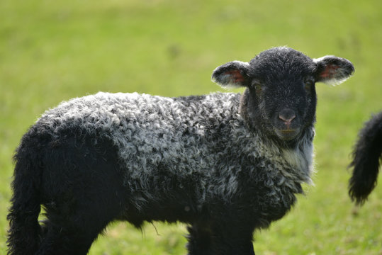 Black lamb in Great Langdale, English Lake District