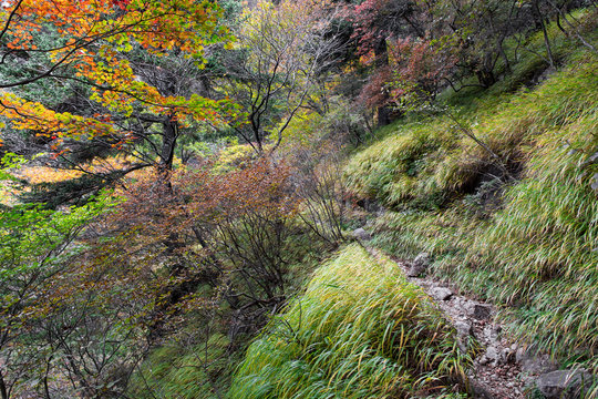 Hiking Mitsutoge Mountain trail in Japan blooming green trees and grass autumn colors