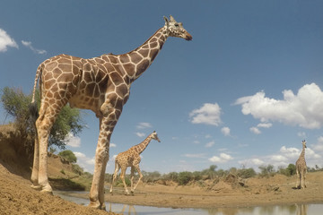 Giraffe