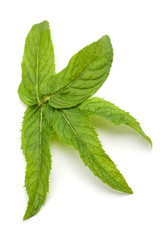 Fresh mint leaf