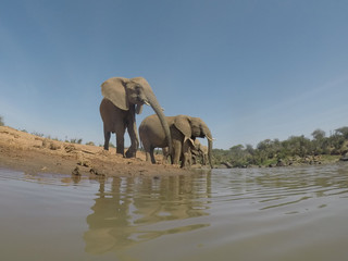 Fototapeta premium African Elephants drinking at river
