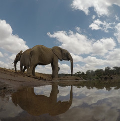 African Elephants drinking at river