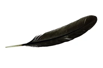 Foto auf Alu-Dibond bird feather isolated on white background © modify260