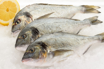 Fresh dorada fish on ice. Ready for cooking.