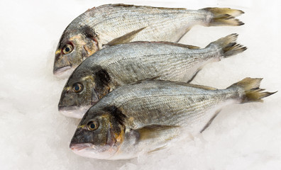 Fresh dorada fish on ice. Ready for cooking.