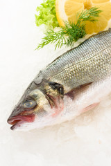 Fresh perch fish on ice. Ready for cooking.