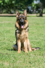 German Shepherd sitting on the green grass