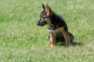 German shepherd puppy - adorable german shepherd puppy on the grass