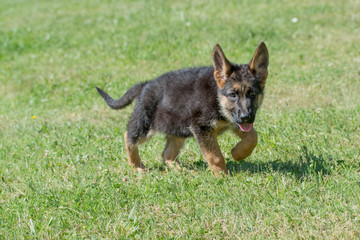 German shepherd puppy - adorable german shepherd puppy on the grass