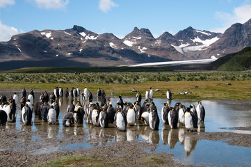King Penguins on Salisbury plains