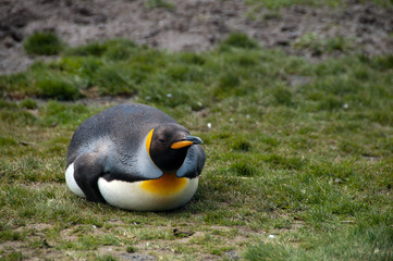 Naklejka premium King Penguins on Salisbury plains