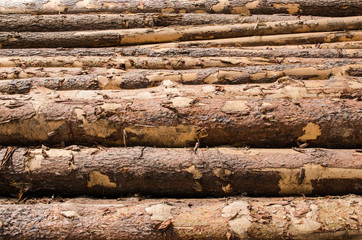 Wooden pine logs with bark