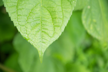 fresh green spring leaves background