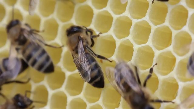 Bees build honeycombs. Work in a team.