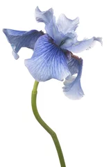Schilderijen op glas iris flower isolated © _Vilor