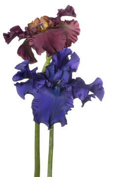 iris flowers isolated
